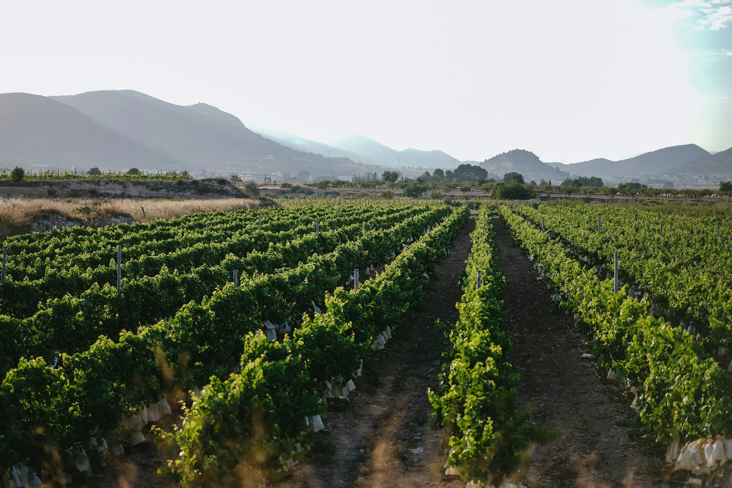 Vineyard